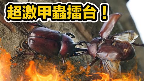 獨角仙飼養禁忌|寵物甲蟲－獨角仙！即睇新手入門飼養方法 18/11/2024